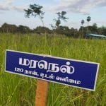 தமிழ்நாட்டு நெல் இரகங்களின் படங்கள்!
