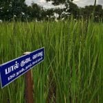 தமிழ்நாட்டு நெல் இரகங்களின் படங்கள்!