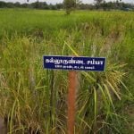 தமிழ்நாட்டு நெல் இரகங்களின் படங்கள்!