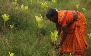 அலையாத்திக் காடுகளை உருவாக்கும் விதைகள்! 4 அலையாத்திக் காடுகளை உருவாக்கும் விதைகள்!