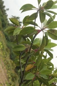 அலையாத்திக் காடுகளை உருவாக்கும் விதைகள்! 2 அலையாத்திக் காடுகளை உருவாக்கும் விதைகள்!