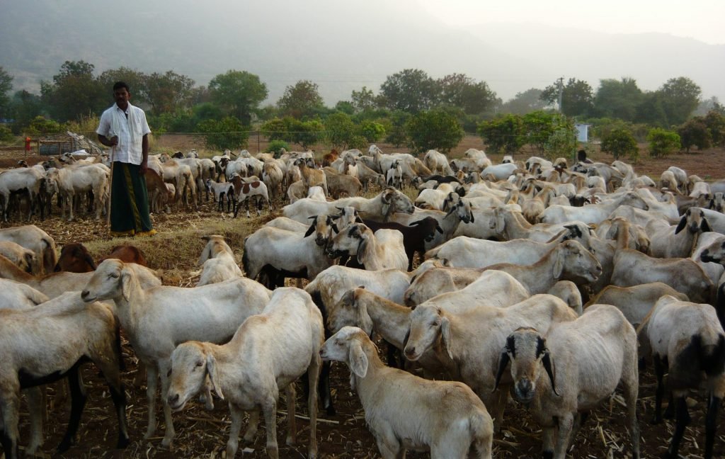 ஆடு வளர்க்க நாடு முழுக்கச் சுத்துறோம்!