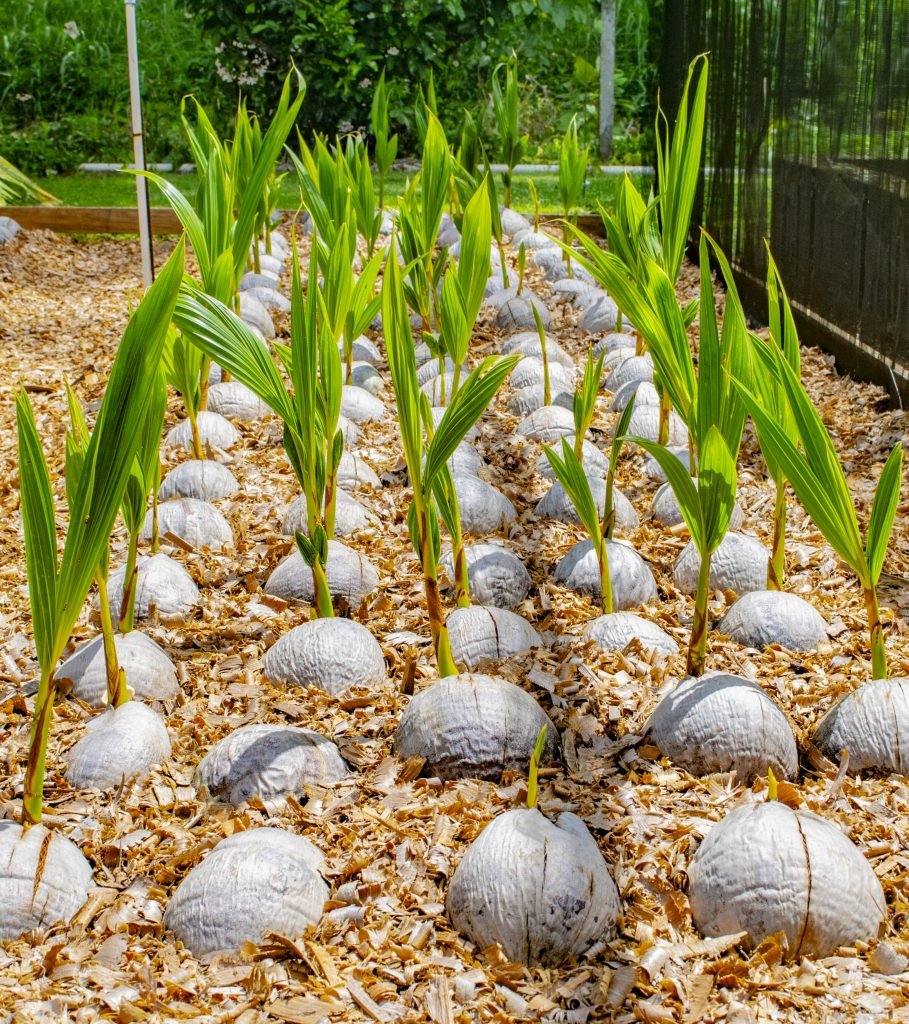 ஆழியார் தென்னை ஆராய்ச்சி நிலையம்!