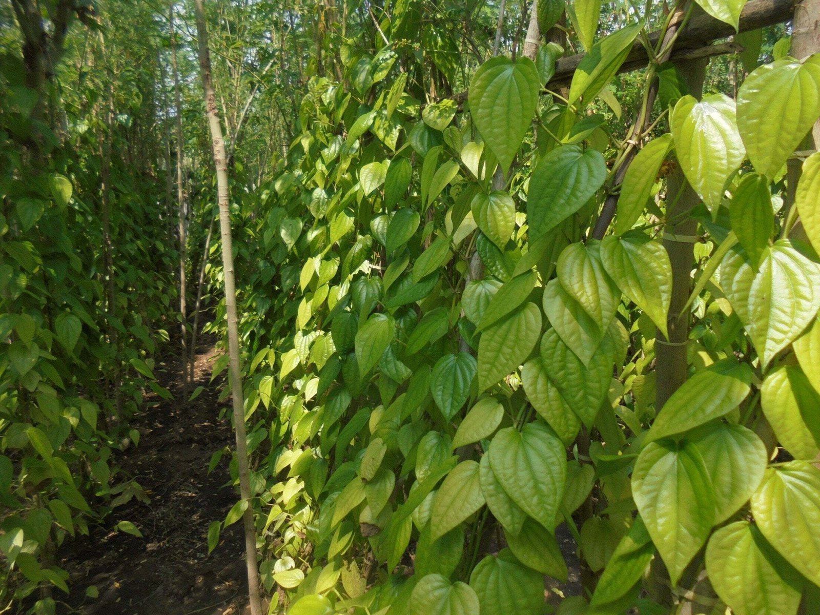 வெற்றியைத் தரும் வெற்றிலை சாகுபடி!