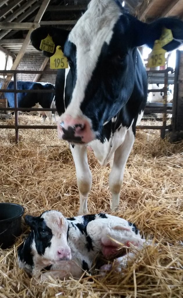 ஈற்றுக்குப் பிறகு மாடுகளில் ஏற்படும் சிக்கல்கள்!