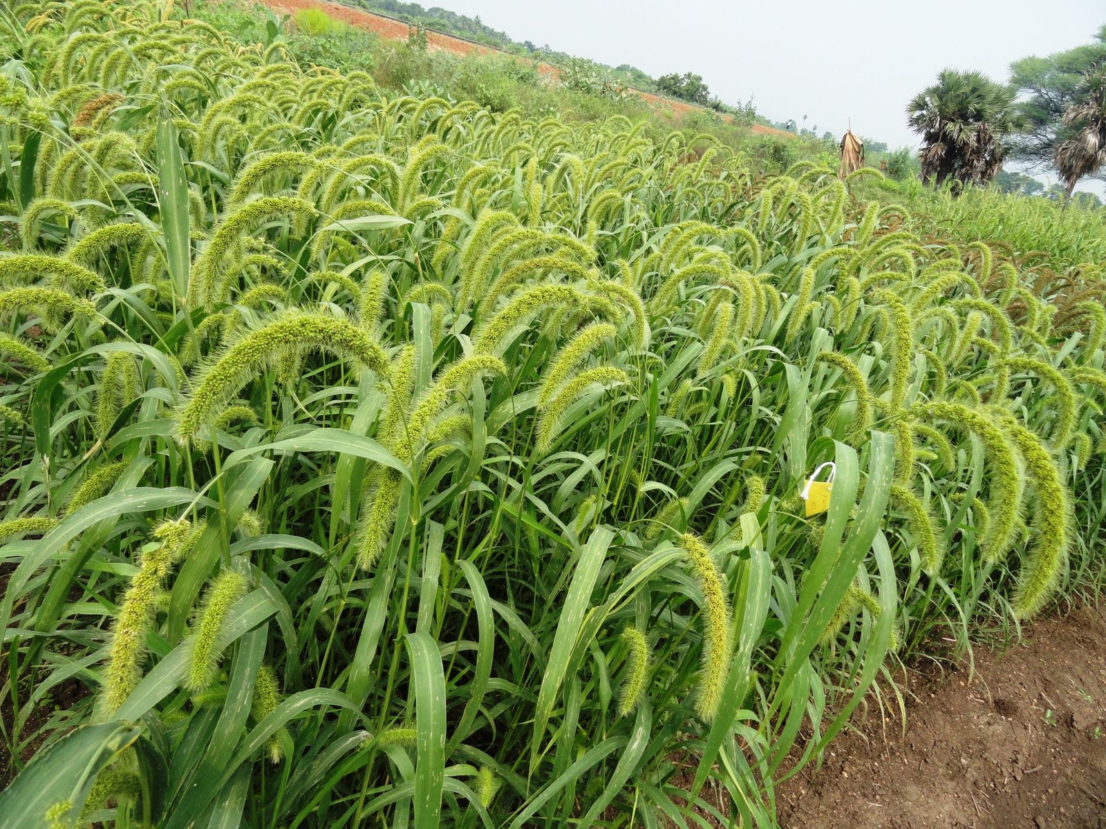 தினை சாகுபடி