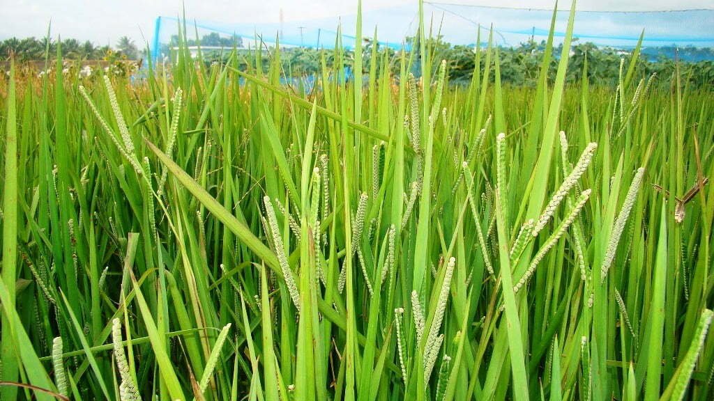 வரகு சாகுபடி