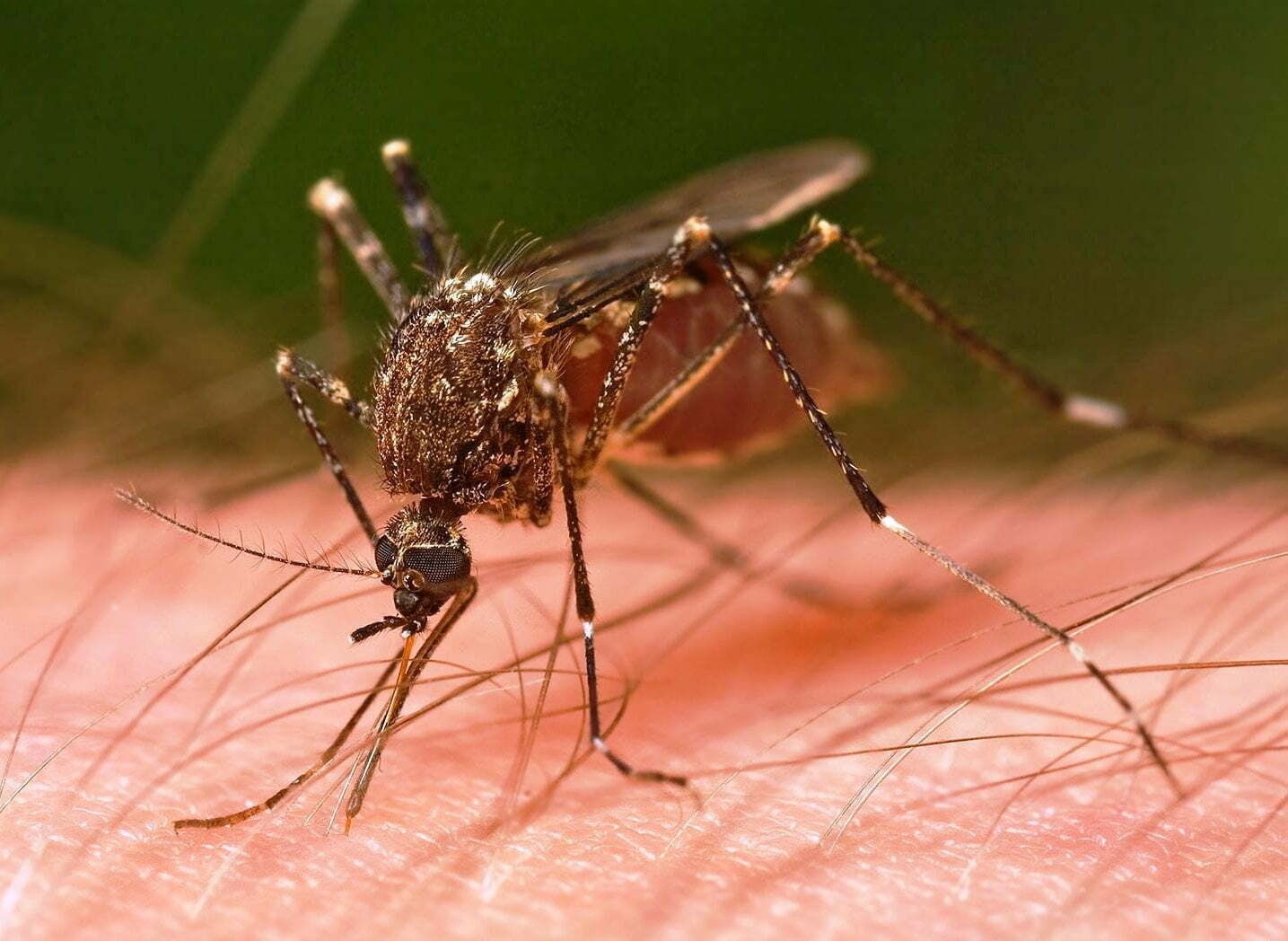 Pachai Boomi Mosquitoes