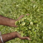 ஊறுகாய்ப் புல்