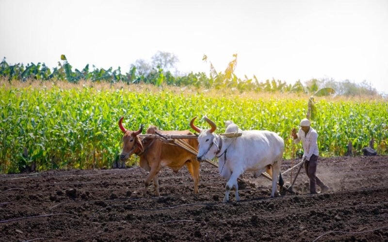 வெண்ணெய்