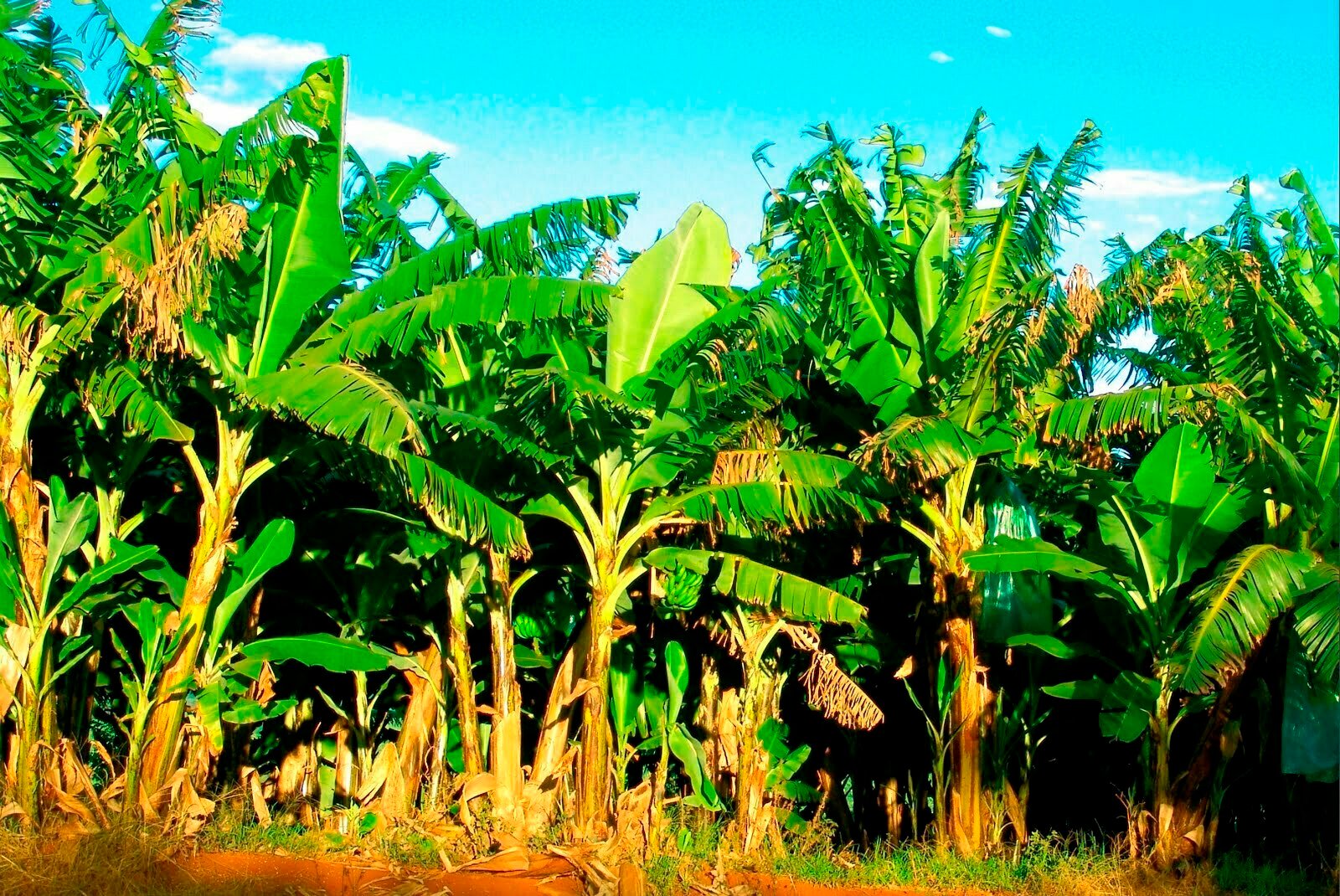 PB_Banana Trees