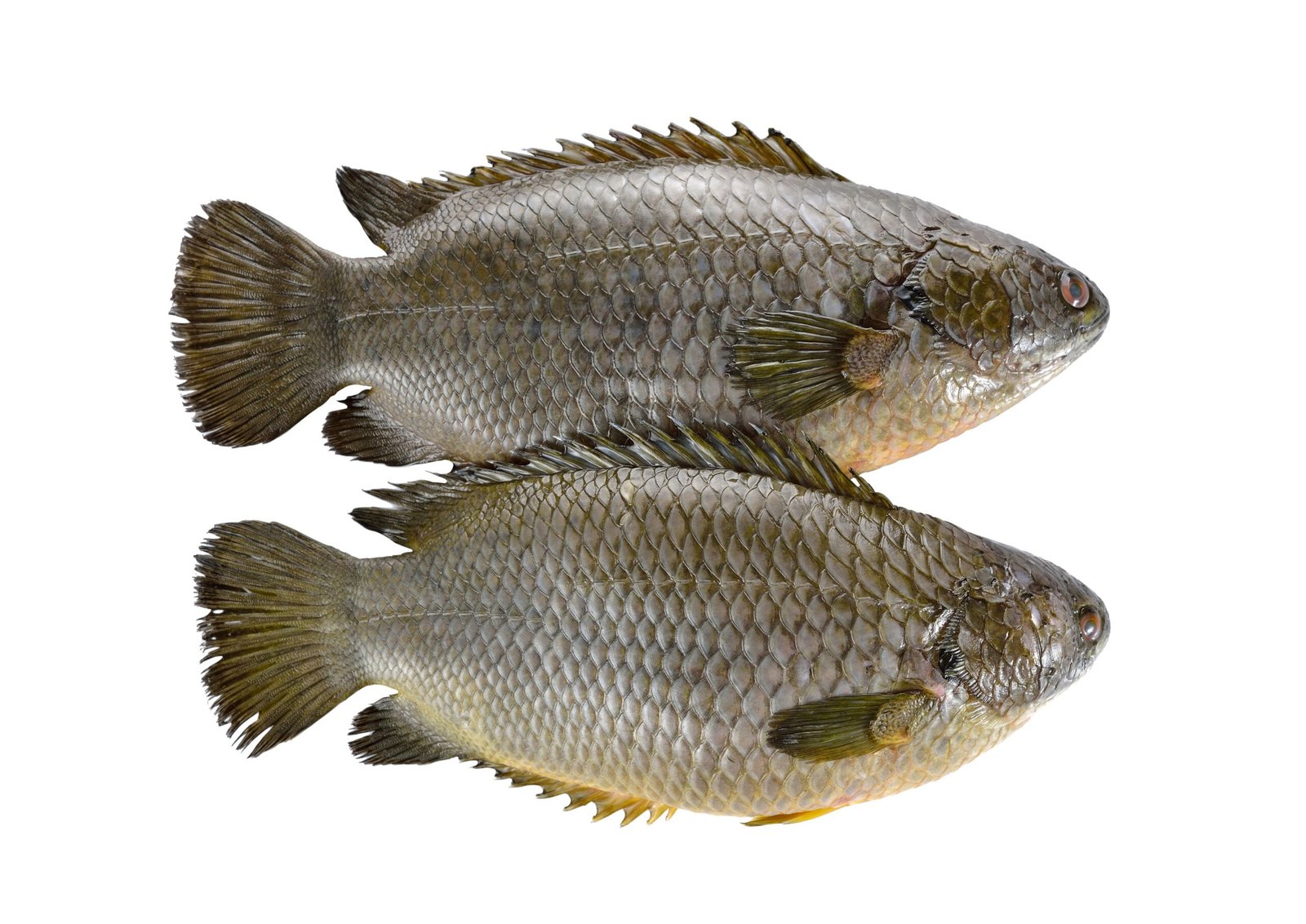 பனையேறிக் கெண்டை!