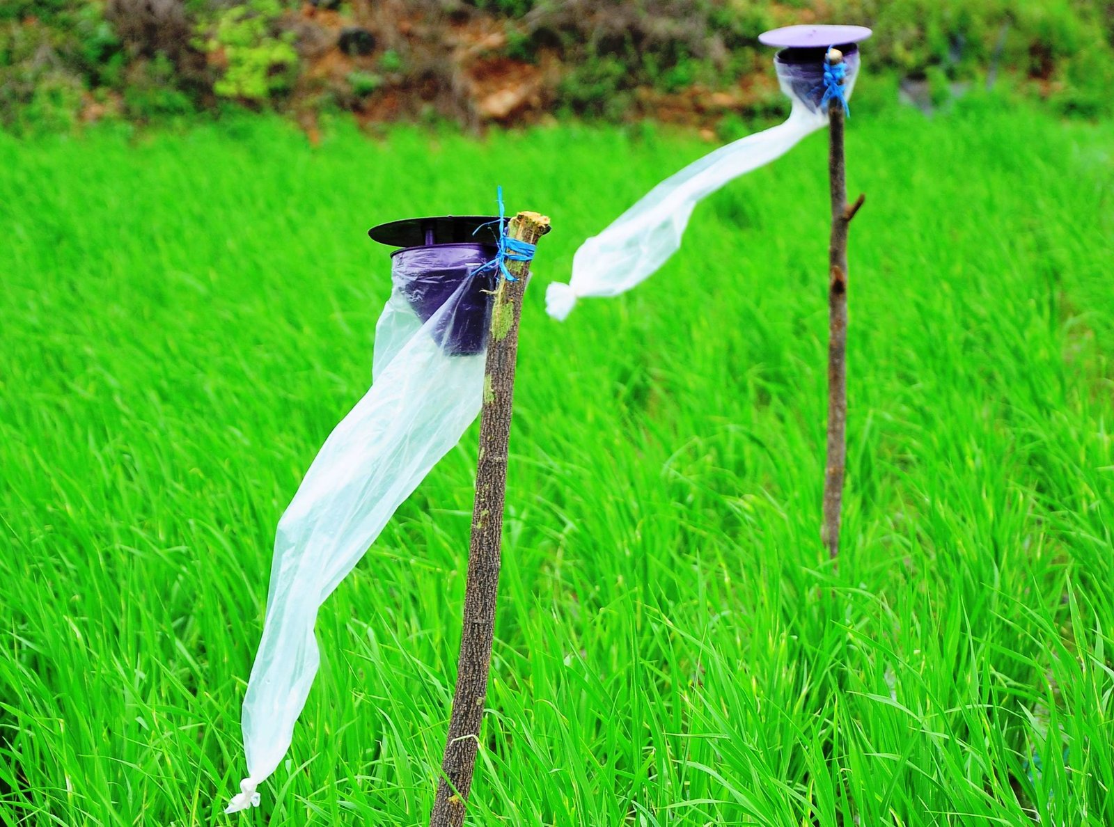 காய்த் துளைப்பான் நிர்வாகத்தில் இனக்கவர்ச்சிப் பொறியின் வடிவமைப்பு! 1 காய்த் துளைப்பான் நிர்வாகத்தில் இனக்கவர்ச்சிப் பொறியின் வடிவமைப்பு!