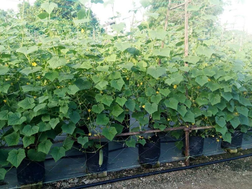 Malaysia school fertilizer