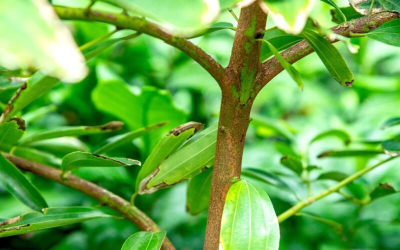 இலவங்கப் பட்டை மரம் வளர்ப்பு! 1 இலவங்கப் பட்டை மரம்