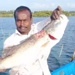 கொடுவாய் மீன்