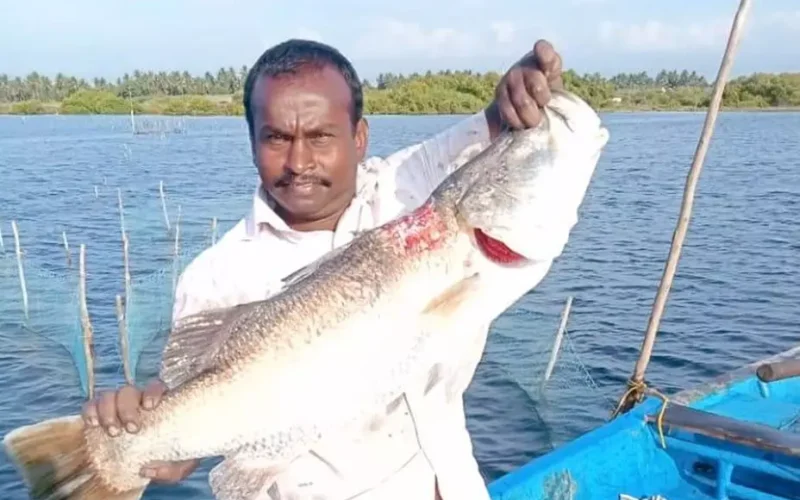 கொடுவாய் மீன்