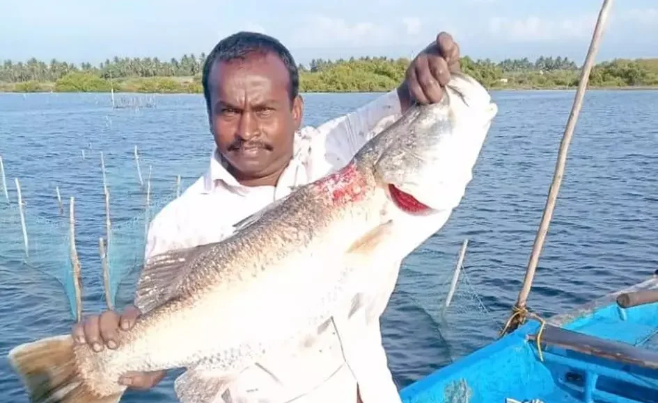 கொடுவாய் மீன்