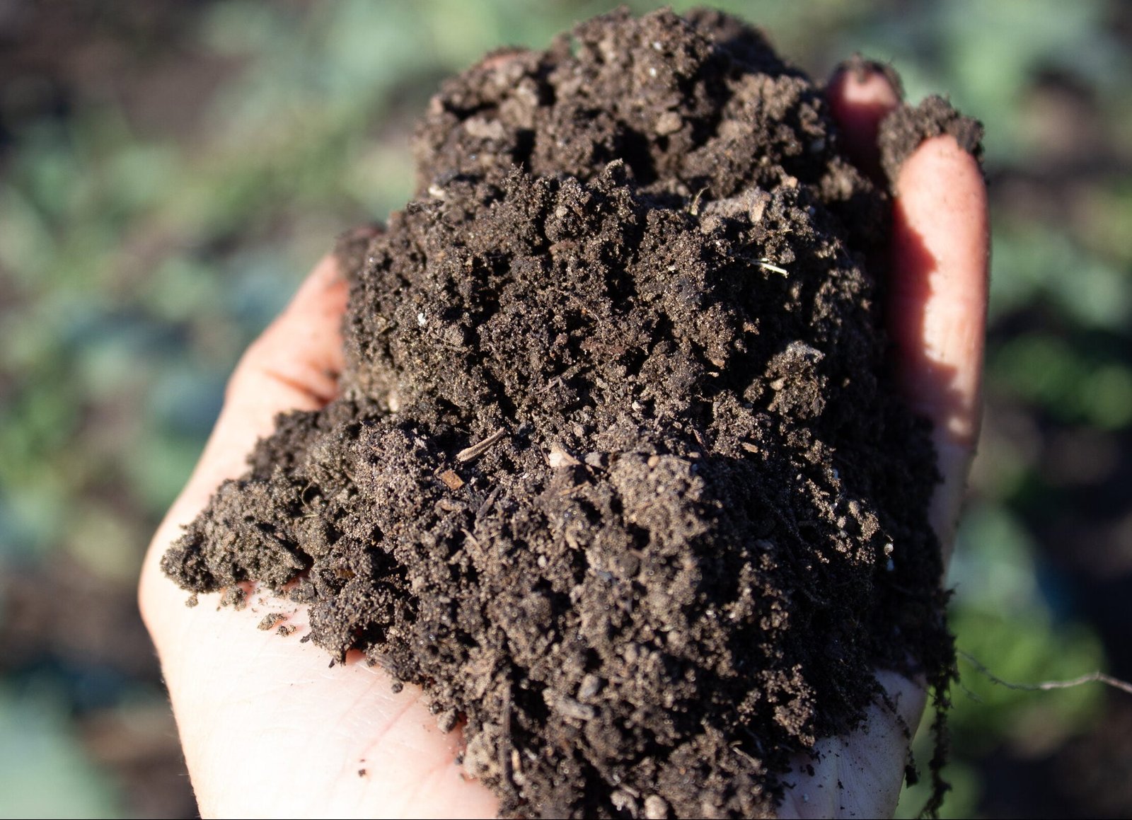 பூசண நுண்ணுயிர் உரம்