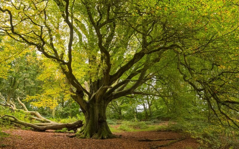 மரமே மழைக்கு உறவாம்; அந்த மரமிருந்தால் தான் மழை வருமாம்!