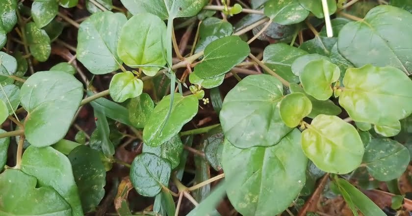 மூக்கிரட்டை