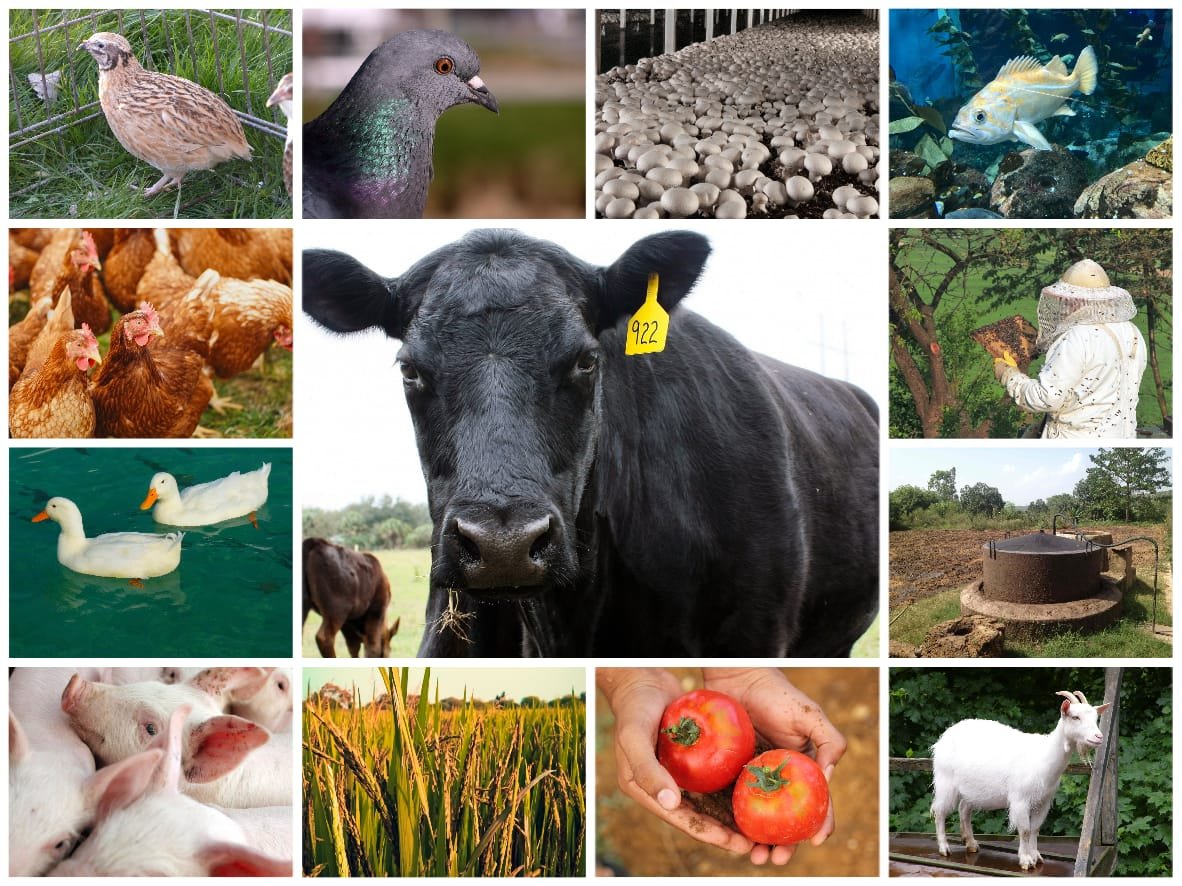 ஒருங்கிணைந்த பண்ணை