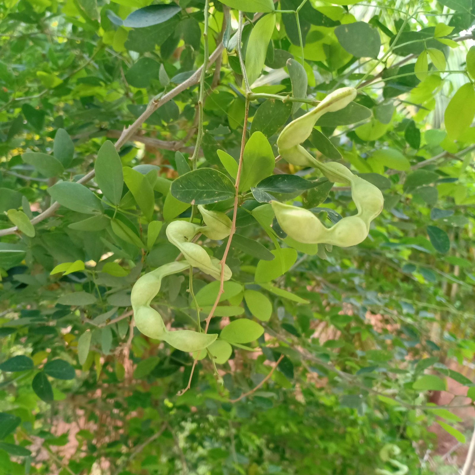 கொடுக்காய்ப்புளி