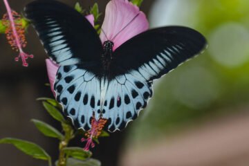 வண்ணத்துப் பூச்சிகளின் வகைகள்!