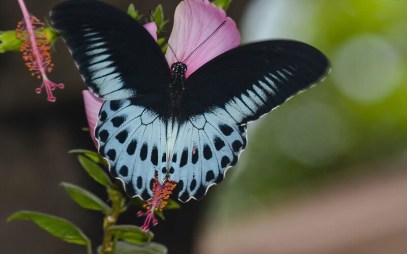 வண்ணத்துப் பூச்சிகளின் வகைகள்!