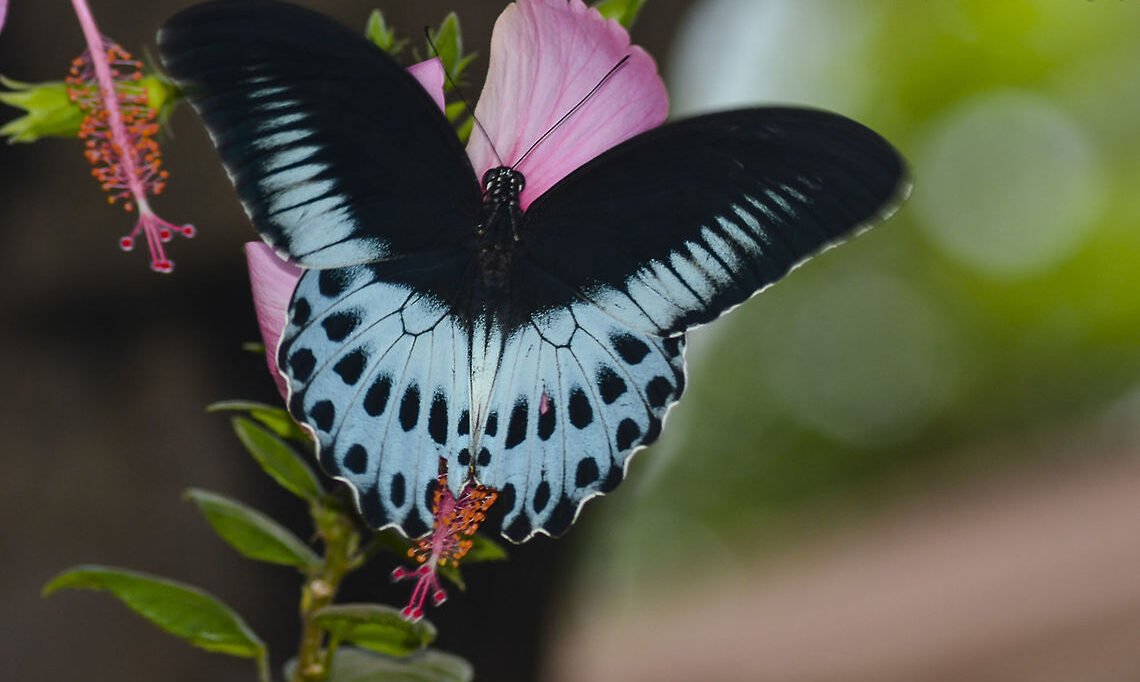 வண்ணத்துப் பூச்சிகளின் வகைகள்!