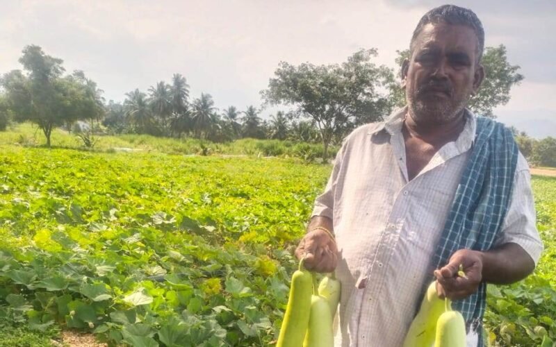 வீட்டுல பணப் புழக்கம் இருந்துக்கிட்டே இருக்கும்ங்க! 1 சுரைக்காய் சாகுபடி - அனுபவத்தைப் பகிரும் அன்னூர் விவசாயி!