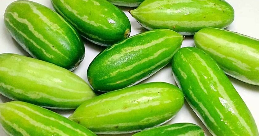 கோவைக்காய்