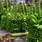 காய்களைப் பழுக்க வைக்கும் உத்திகள்!