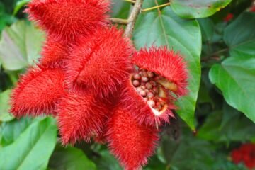 வருக மஞ்சளின் சிறப்புகள்!