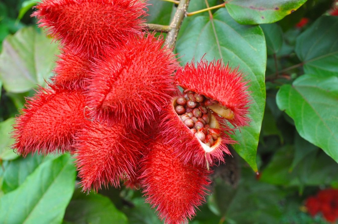 வருக மஞ்சள்