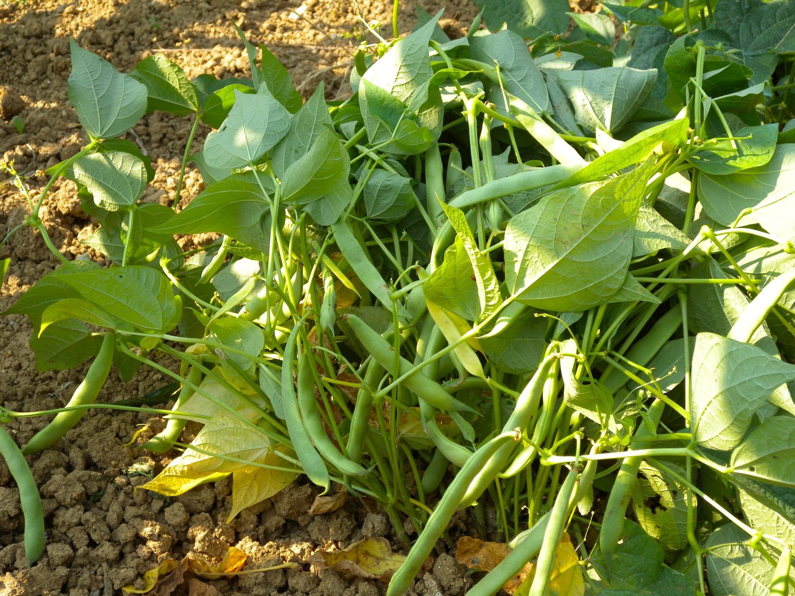 பயறுவகை