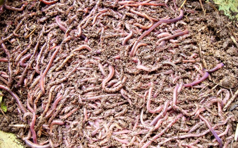 பண்ணைக் கழிவை மண்புழு உரமாக மாற்றுதல்!