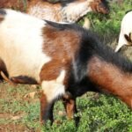 ஆடு வளர்ப்பு