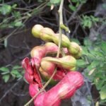 கொடுக்காய்ப்புளி மரம்