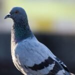 புறா வளர்ப்பு!