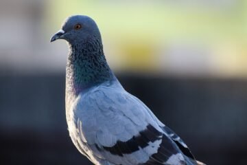 புறா வளர்ப்பு!