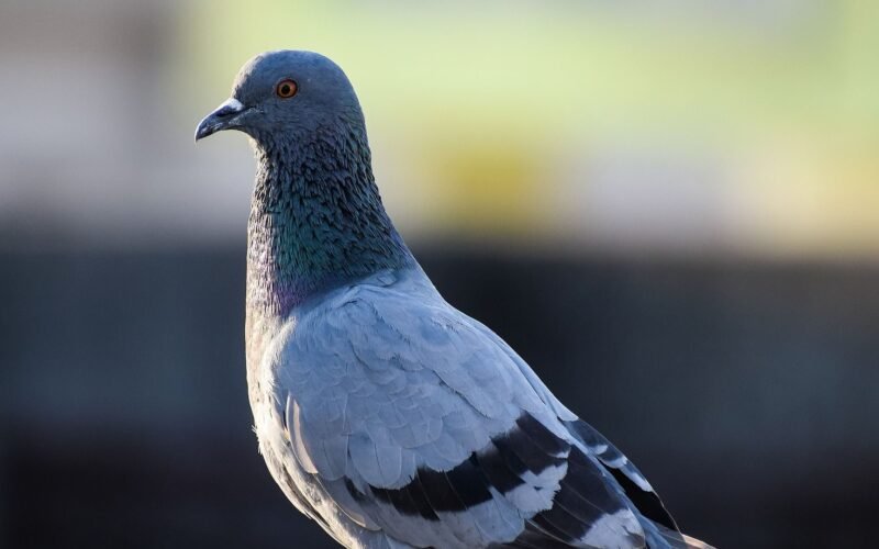 புறா வளர்ப்பு!