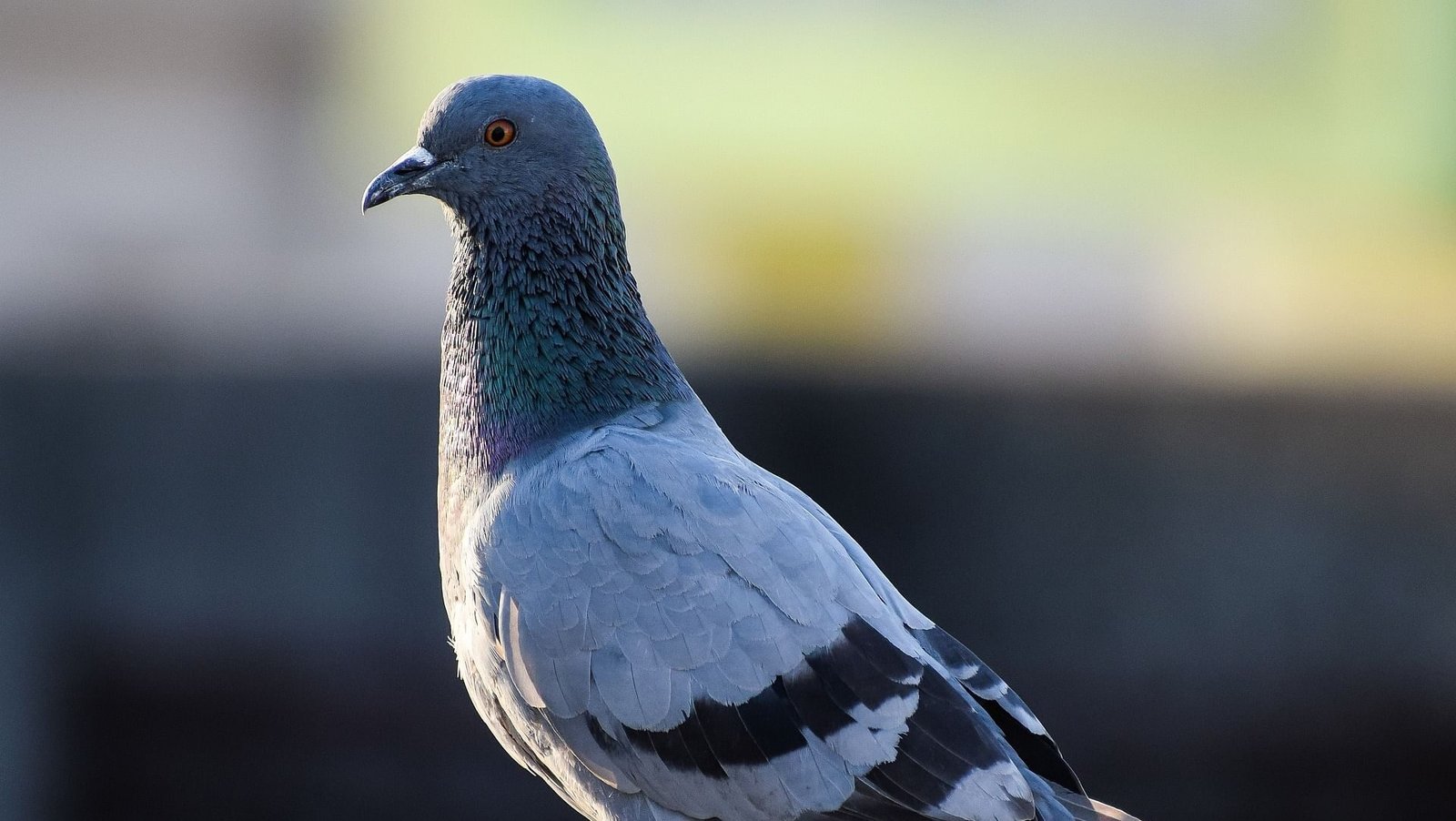 புறா வளர்ப்பு!