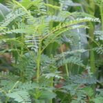 தீவனப் பயிர்களை சாகுபடி செய்யும் முறைகள்!