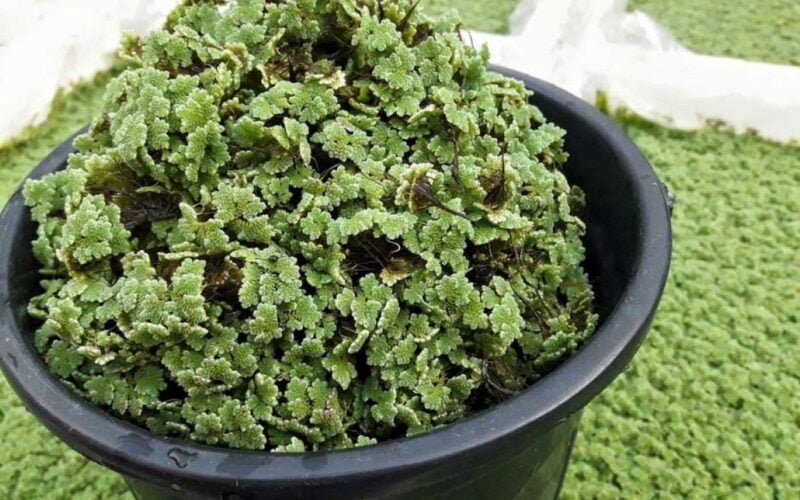 கோடையிலும் குளிர் காலத்திலும் அசோலா பராமரிப்பு!