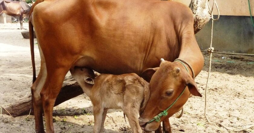 கறவை மாடு வளர்ப்பில் கவனிக்க வேண்டியவை!