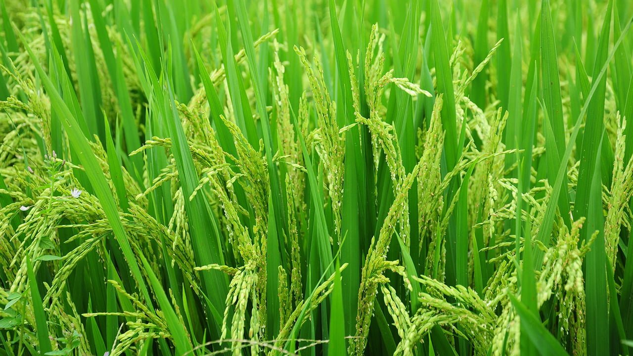 நெல் சாகுபடி