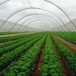 துல்லியப் பண்ணை