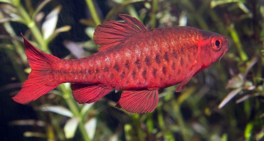 செர்ரிபார்ப் மீன் வளர்ப்பு!