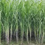 கரும்பில் கூடுதல் மகசூலைத் தரும் ஒரு பரு கரணை நடவு!